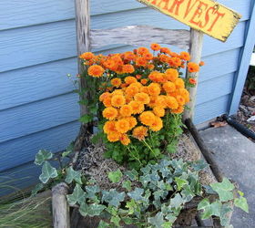 early fall potting bench outdoor decor, gardening, seasonal holiday decor, A weathered chair planted with ivy and mums