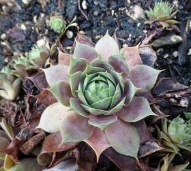 Over-wintering in a pot or plant now? | Hometalk
