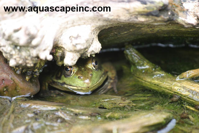 refresh your landscape with water, gardening, outdoor living, ponds water features, If you build it they WILL come A friendly frog enjoys a small burrow he found near the stream He and his friends provide a beautiful chorus well into the evening