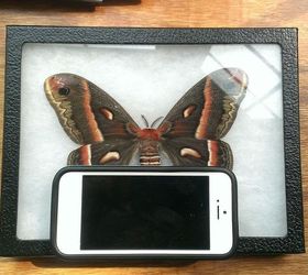 moth for wall art, crafts, home decor, moth next to an iPhone5 for size reference