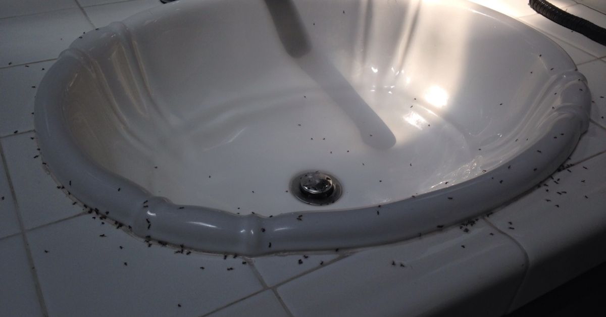 Bathroom Sink Ant Infestation Hometalk