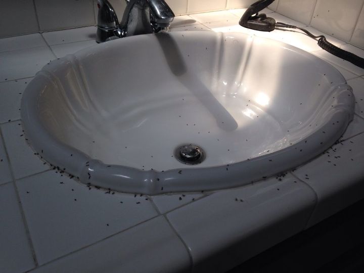 Bathroom Sink Ant Infestation Hometalk