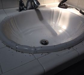 ant in bathroom sink