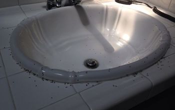Bathroom sink ant infestation