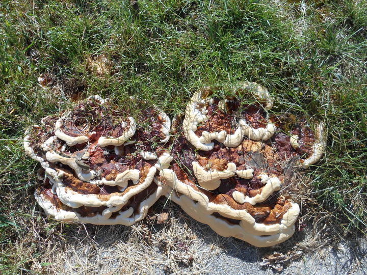 i found these mushrooms down the street are they edible, gardening, What a great find I think