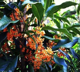 it s autumn have you noticed something sweet in the air gardenchat, flowers, gardening, Osmanthus fragrans var aurantiacus the Tea Olive or Sweet Olive blooms in October
