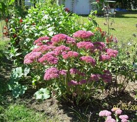 fertilizer, flowers, gardening, perennials