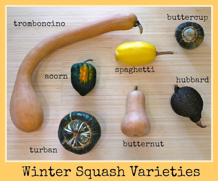winter squash 101, gardening