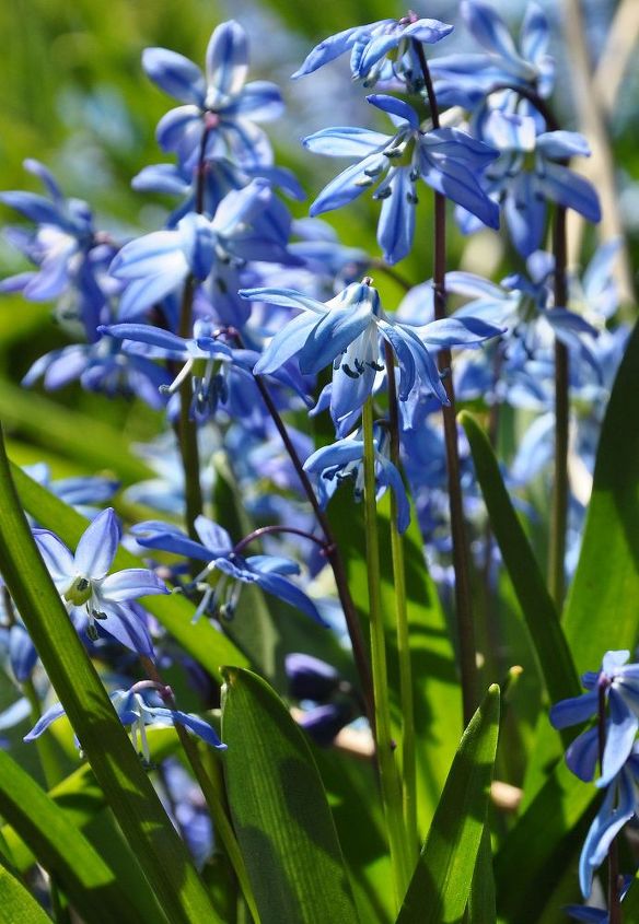 get an jumpstart on spring with small scale bulbs, flowers, gardening, Scilla siberica are also early to bloom and look best planted in drifts