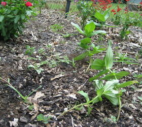 on august 10 i planted zinia from seed 1 pkg giant flowered mix amp 1 pkg summer, flowers, gardening