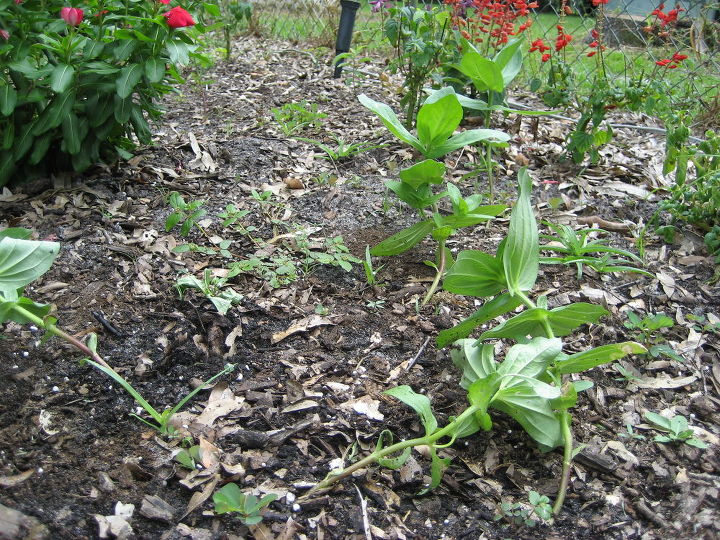 on august 10 i planted zinia from seed 1 pkg giant flowered mix amp 1 pkg summer, flowers, gardening