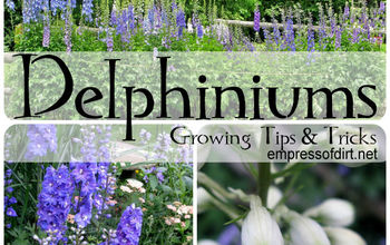 Consejo para plantar semillas de Delphinium en otoño y más