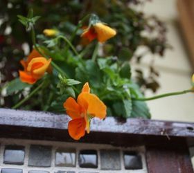 make a tiled garden container planter for frugal upscale decor, container gardening, diy, flowers, gardening, how to, perennial, These bright orange violas will tolerate the cool weather of fall and contrast beautifully with the dark wood of the container They also contrast nicely with the upright growth and burgundy foliage of the Japanese barberry