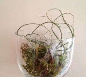 terrariums in all shapes and sizes, crafts, gardening, terrarium, Mounted air plant wall sconce