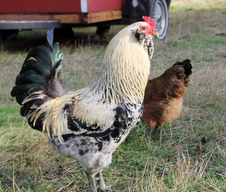 raising chickens on the farmstead, homesteading, pets animals