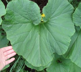 heirloom review rouge vif d etampes, gardening, Large heart shaped leaves