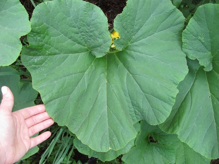 heirloom review rouge vif d etampes, gardening, Large heart shaped leaves