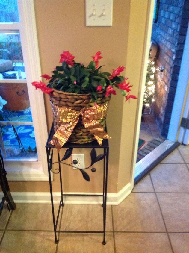 q my christmas cactus when should i repot christmas decorations gardening seasonal holiday - Cactus Christmas Decorations q my christmas cactus when should i repot christmas decorations gardening seasonal holiday - Cactus Christmas Decorations