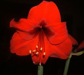 how to grow an amaryllis, gardening, Amaryllis in bloom Definitely worth the little bit of effort it takes to grow