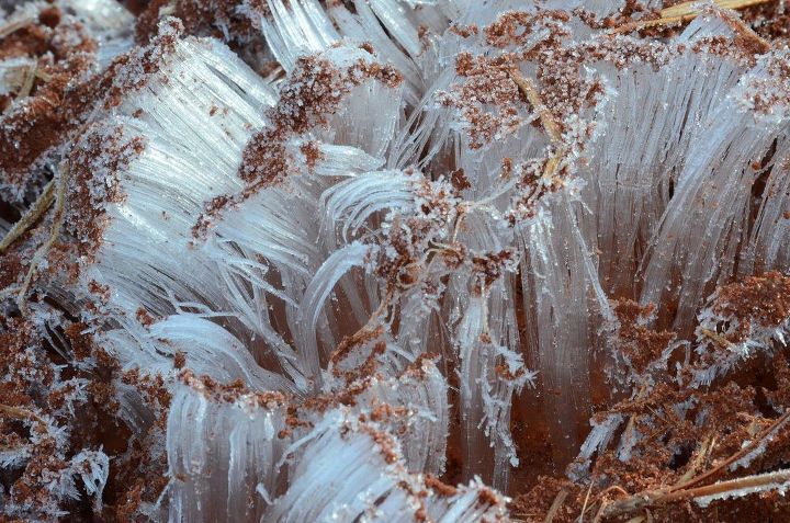 needle ice a strange ice formation on the homestead, homesteading, Needle Ice forming out of a pile of red clay on our homestead
