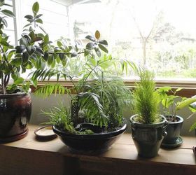 about indoor miniature gardening plus gallery of inspiration, gardening