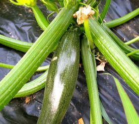 16 ways to use companion planting to control pests naturally, gardening, pest control, Grow nasturtiums with your squash to help keep that dreaded squash bug away