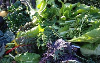 Growing Vegetables in Subzero Weather