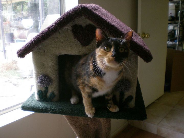 q recycling cat food cans, pets animals, repurposing upcycling