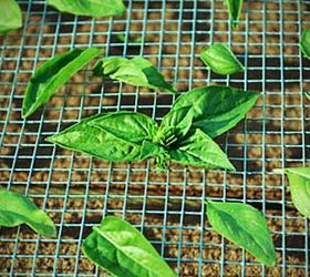 Make Your Own Drying Rack For All Your Fresh Herbs Hometalk