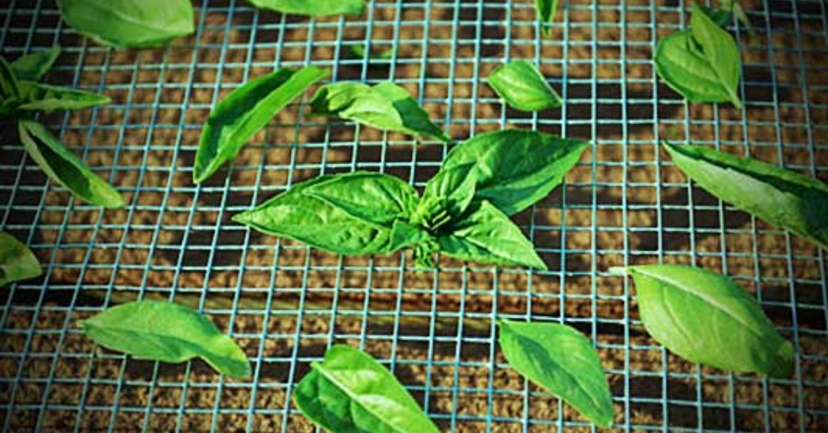 Make Your Own Drying Rack For All Your Fresh Herbs Hometalk