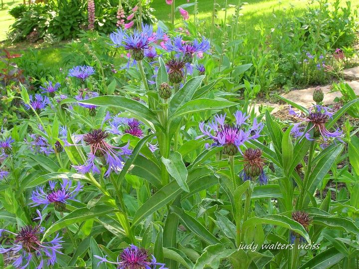 lindas ptalas do meu jardim, Do bot o flor semente O azulejo de montanha proporciona interesse no jardim com suas cores texturas e formas nicas