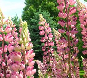 pretty petals from my garden, flowers, gardening, hydrangea, succulents, The showy flower spikes of the Lupine arrive on the scene in the Spring with pea like blooms unusual shaped leaves