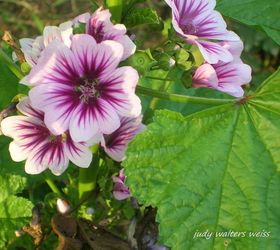 pretty petals from my garden, flowers, gardening, hydrangea, succulents, Love this old fashioned plant Zebrina Hollyhock Mallow soft lavender colored flowers striped with dk purple veins are so striking