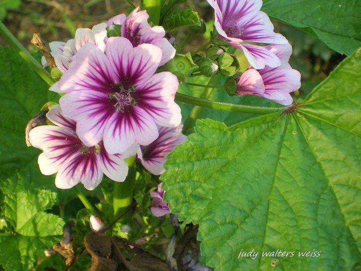 lindas ptalas do meu jardim, Eu amo esta planta antiga Zebrina Hollyhock Mallow flores de lavanda suaves com veias roxas profundas s o t o atraentes