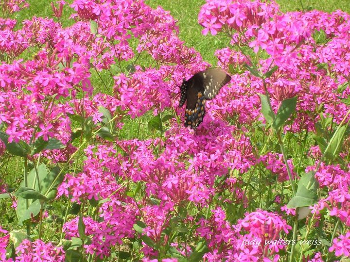 lindas ptalas do meu jardim, O doce William Catchfly tem uma faixa de subst ncia pegajosa em seu caule que prende pequenos insetos da o nome Catchfly