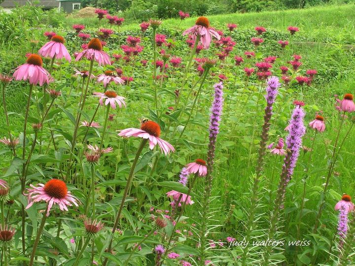lindas ptalas do meu jardim, Coneflower Bee Balm e Liatris Esta rea do jardim muito popular entre abelhas borboletas e beija flores