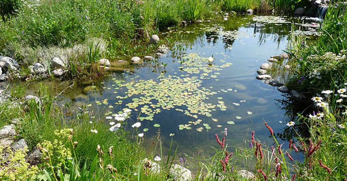 Open Door Stock Image I2438984 at FeaturePics Water Garden or Backyard Pond - Pond Building Instructions ...