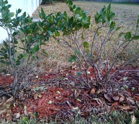 q i planted a hedge wall of legustrum in my yard in aug 2010 the lower part of the, gardening, landscape