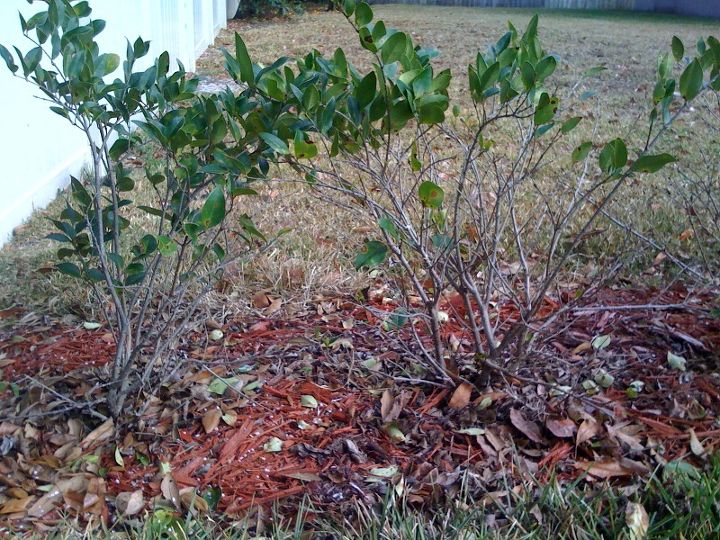 q i planted a hedge wall of legustrum in my yard in aug 2010 the lower part of the, gardening, landscape