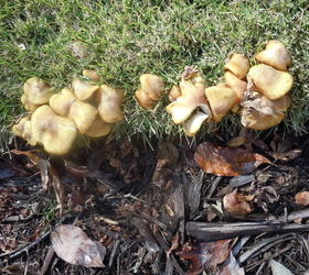 q i ve been scratching my head over why so many mushrooms have popped up in a certain, gardening, landscape