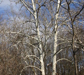 bare trees in winter i love the sycamores that i see from my mother s house in, gardening