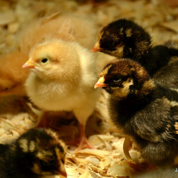 criando galinhas com sucesso, Os filhotes felizes se revezam se aquecendo na luz e de p e verificando seu novo mundo