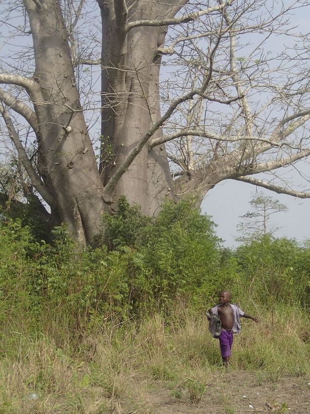25 000g rainwater harvesting system changed lives in one small village, go green, Baobab Tree