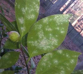 q are these bugs on my camelias or a disease, gardening