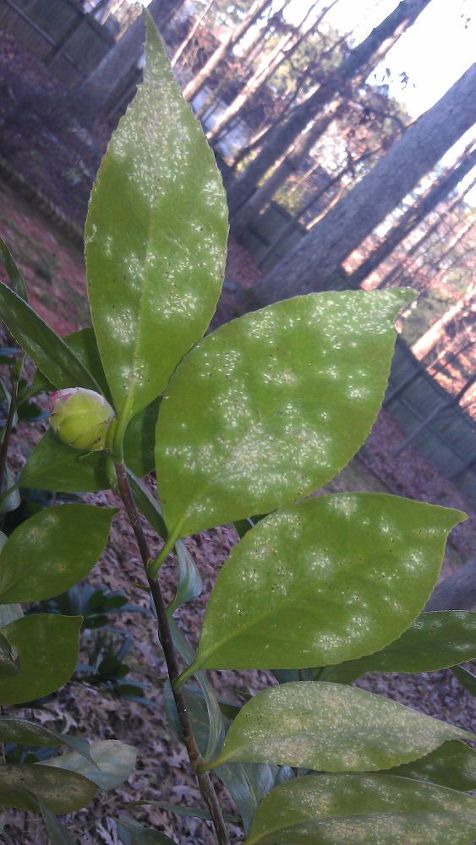 q are these bugs on my camelias or a disease, gardening