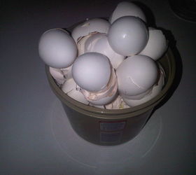with all the baking that we ve done over the holidays alot of eggs were cracked at, gardening, Place the shells in the bucket