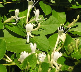 a fragrant non invasive honeysuckle, Lonicera japonica classified as a noxious weed in Illinois Texas and Virginia and banned in New Hampshire