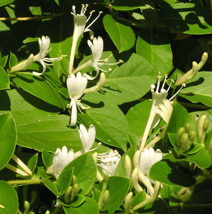 a fragrant non invasive honeysuckle, Lonicera japonica classified as a noxious weed in Illinois Texas and Virginia and banned in New Hampshire
