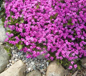 creating living soil, gardening, landscape, Low growing creeping phlox grows well in the pea gravel and adds a pop of spring color