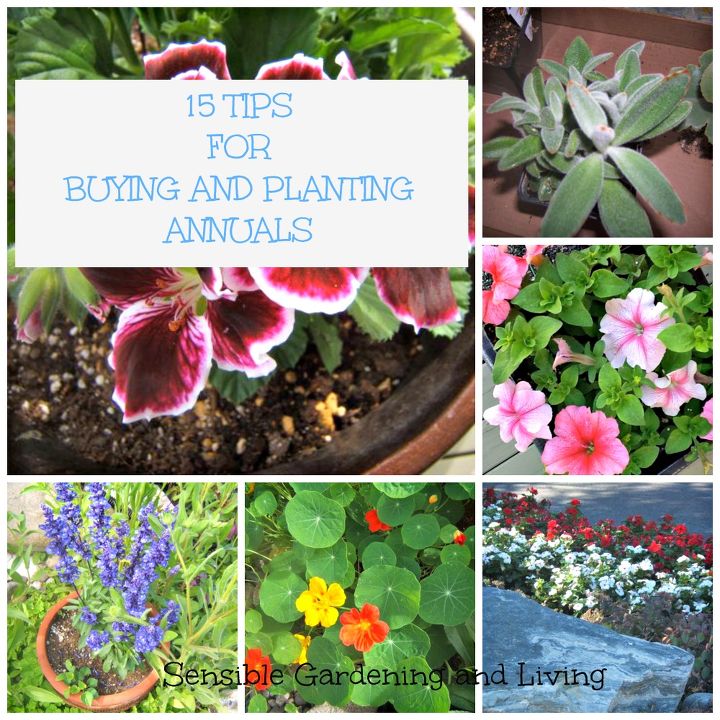 15 tips on buying and planting annuals, container gardening, flowers, gardening